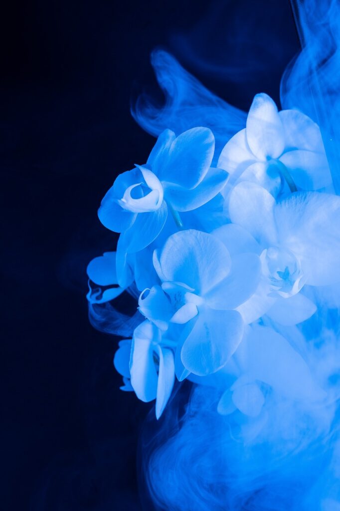 floral, abstract, nature, flower background, flower, colorful, beautiful flowers, blue, fantasy, smoke, dream, blue flower, blue abstract, blue fantasy, blue smoke, blue dream, abstract, smoke, smoke, smoke, flower wallpaper, smoke, smoke